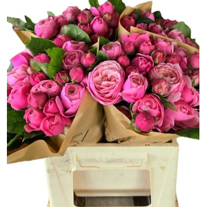 R Tr Silva Pink Diepers