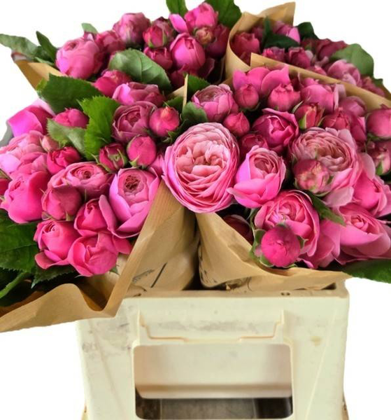<h4>R Tr Silva Pink Diepers</h4>