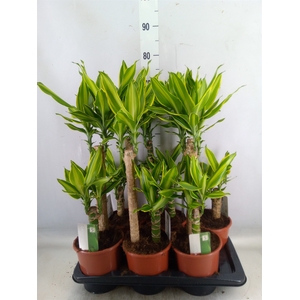 Dracaena frag. 'Golden Queen'