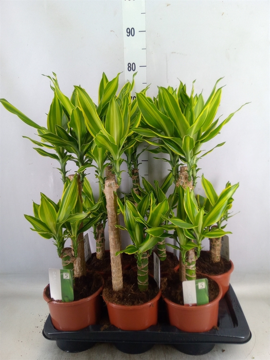 <h4>Dracaena frag. 'Golden Queen'</h4>