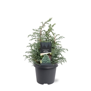 Chamaecyparis pis. 'Baby Blue'