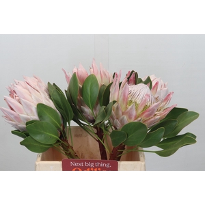 Protea Cynaroides