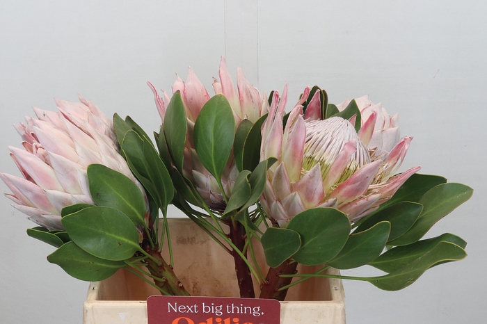 <h4>Protea Cynaroides</h4>