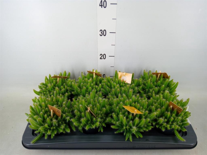 <h4>Hylocereus undatus</h4>