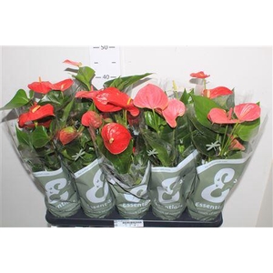 Anthu An Gem 4 Kl 4+