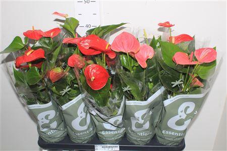 <h4>Anthu An Gem 4 Kl 4+</h4>