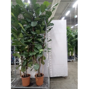 Ficus lyrata