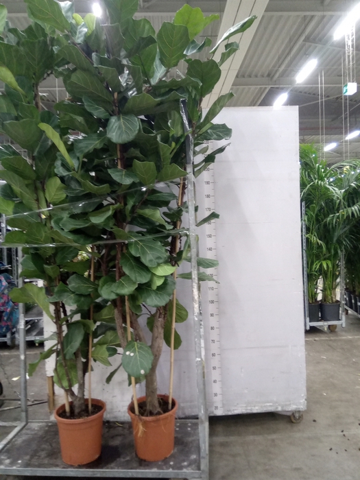 <h4>Ficus lyrata</h4>