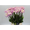 Dahlia Sweet Love