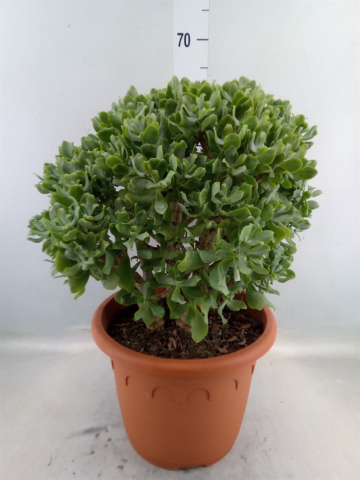 <h4>Crassula arborescens subsp. undilat</h4>