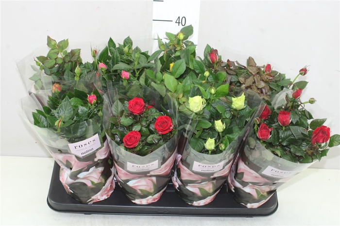 <h4>Rosa Patio Gemengd</h4>