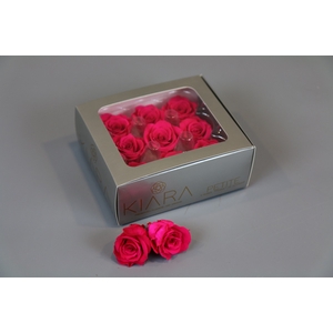 Rosa Preserved Hot Pink Petite