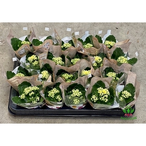 Kalanchoe Rosalie Amarillo 6Ø 12cm