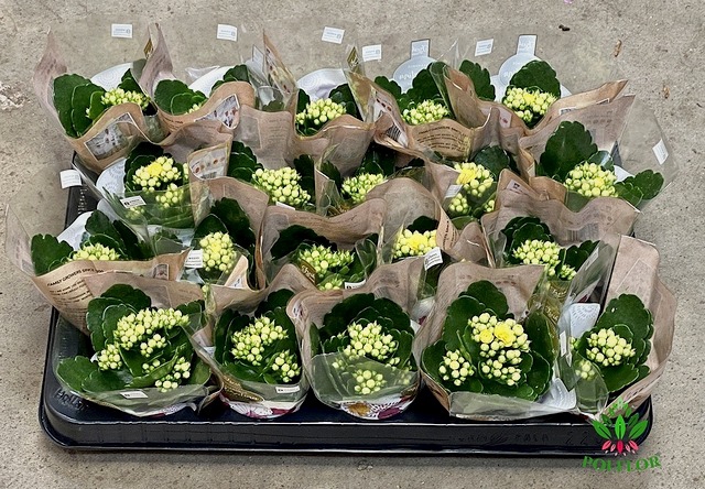 Kalanchoe Rosalie Amarillo 6Ø 12cm