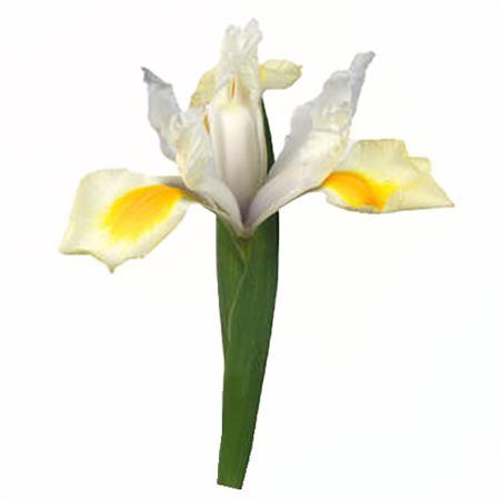 <h4>Iris Yellow France</h4>