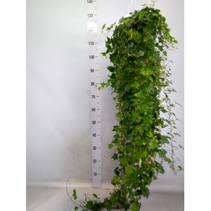 Hedera helix 'Pittsburgh'
