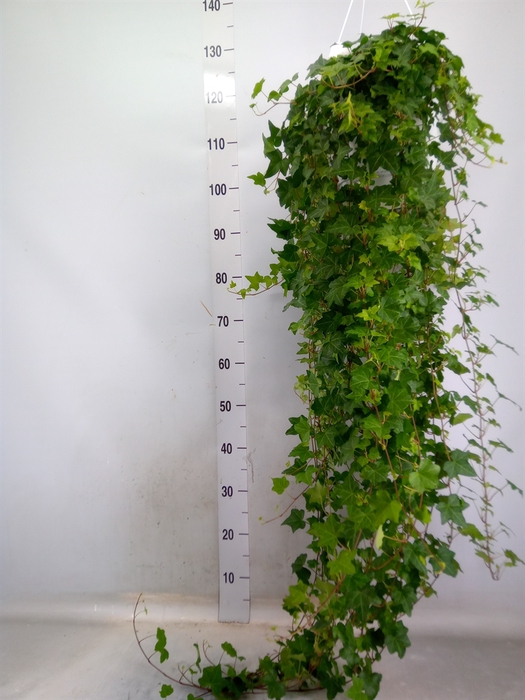 <h4>Hedera helix 'Pittsburgh'</h4>
