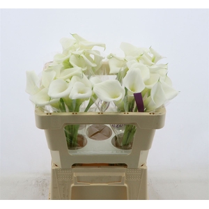 Calla White Art