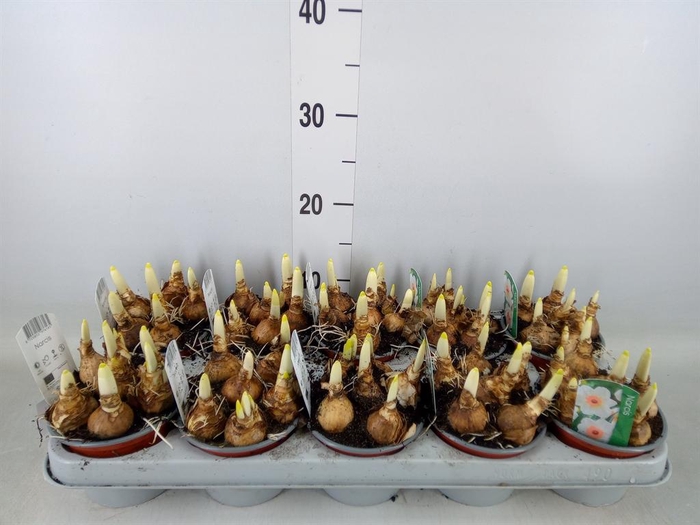 <h4>Narcissus   ...</h4>