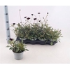 Cosm Atrosanguineus Black