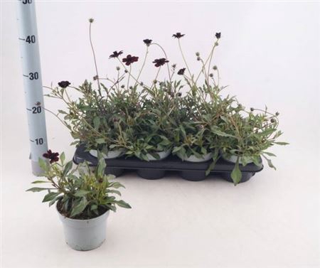 Cosm Atrosanguineus Black