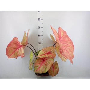 Caladium   ...