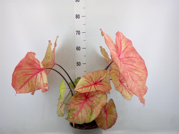 <h4>Caladium   ...</h4>