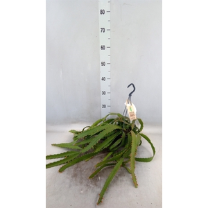 Rhipsalis   ...
