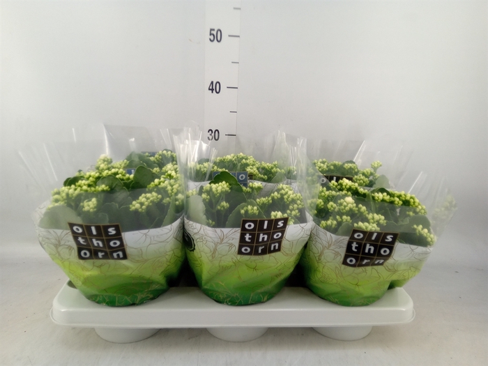 <h4>Kalanchoe blos. 'Calandiva Whites'</h4>