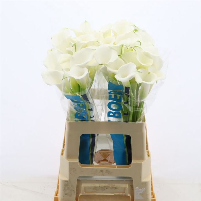 <h4>Calla White Mambo</h4>