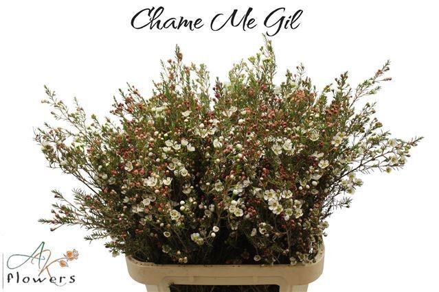 <h4>CHAME ME GIL</h4>