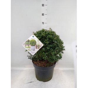 Ilex crenata 'Stokes'