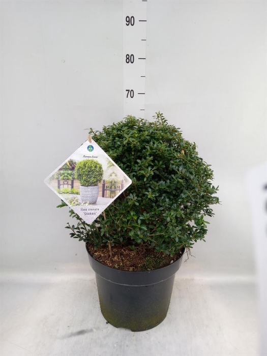 <h4>Ilex crenata 'Stokes'</h4>