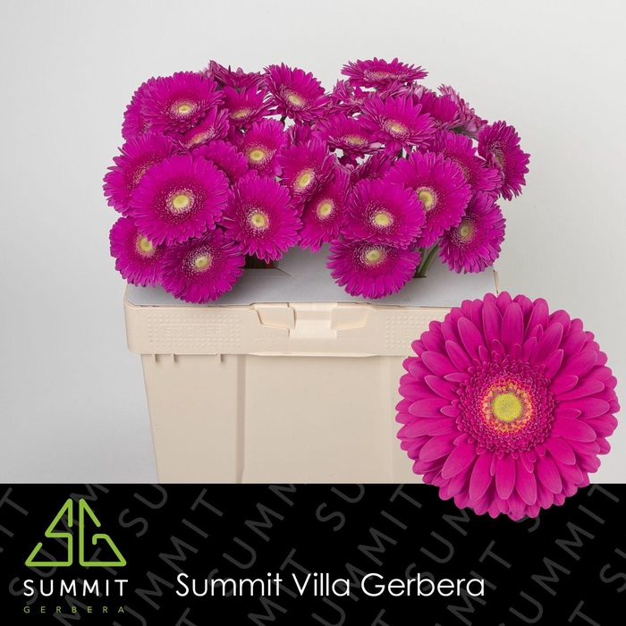 <h4>Gerbera Flamenco Water</h4>