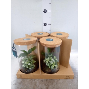 Arr.    Planten  H%