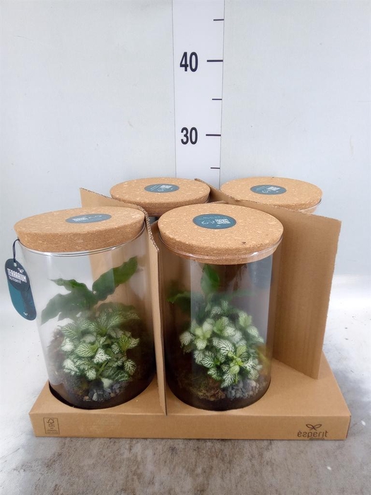 <h4>Arr.    Planten  H%</h4>