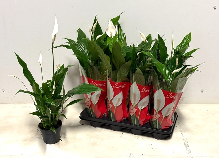 <h4>SPATH SWEET CHICO</h4>