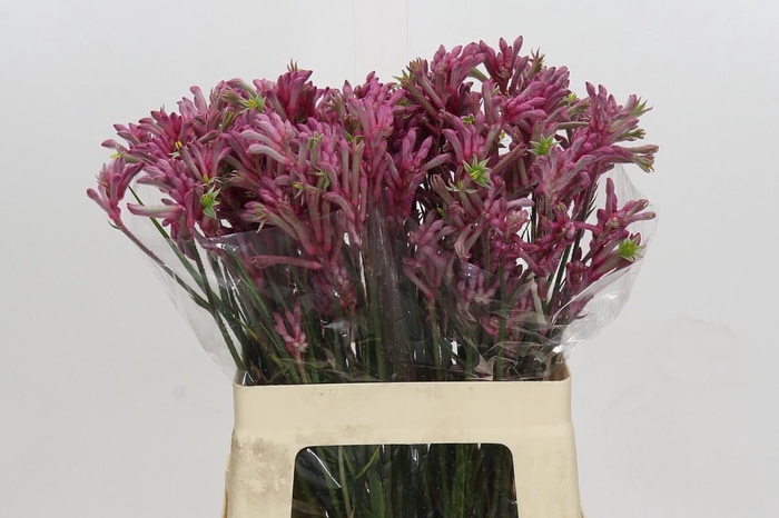 <h4>Kangaroo Paw Mini Pearl</h4>