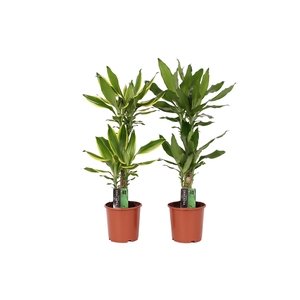 Dracaena 2 color mix, 17 cm pot