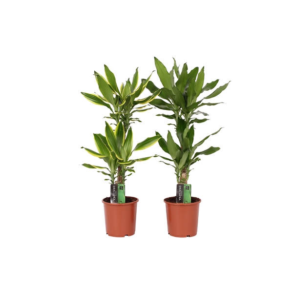 <h4>Dracaena 2 color mix, 17 cm pot</h4>