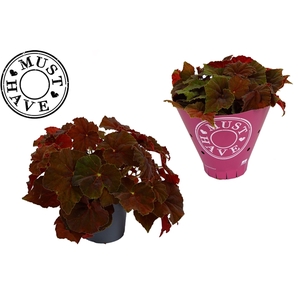 Bladbegonia Rex Amber Love MUST HAVE