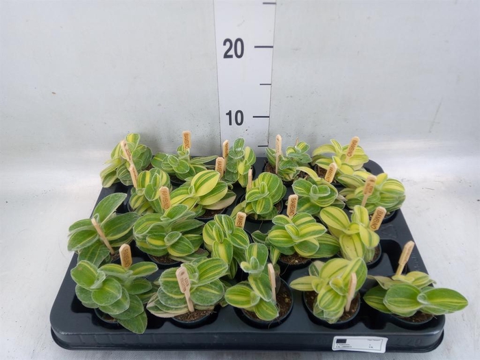 <h4>Tradescantia   ...</h4>