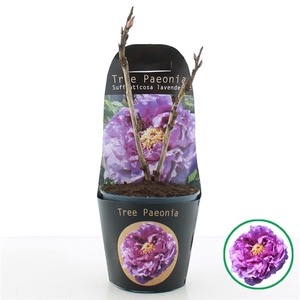 Paeonia suffruticosa Lavender C2 (17cm.) Potcover