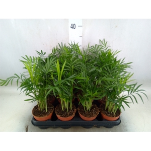 Chamaedorea elegans