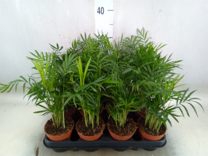 <h4>Chamaedorea elegans</h4>