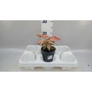 Syngonium   ...