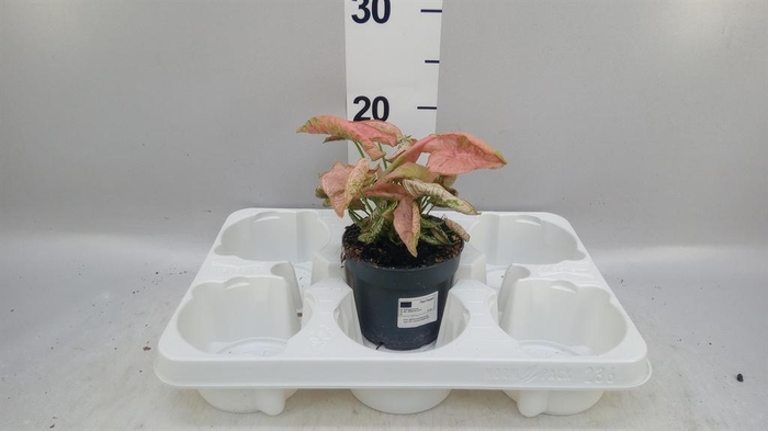 <h4>Syngonium   ...</h4>
