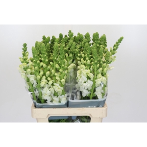 Antirrhinum Potomac White