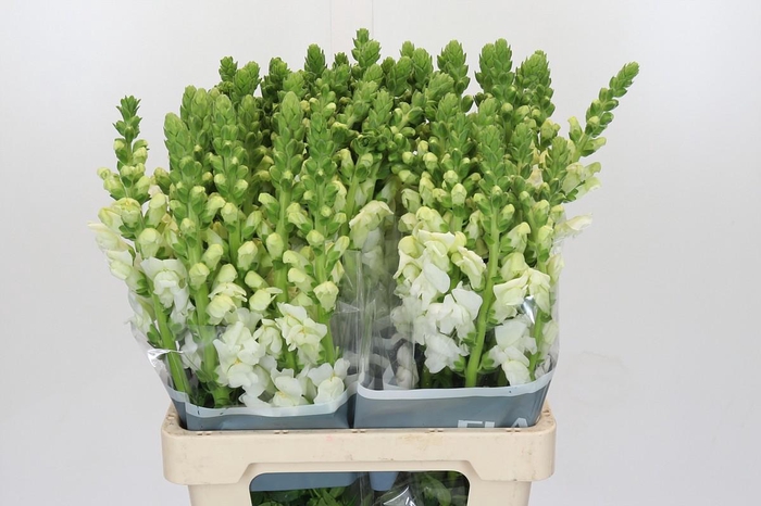 <h4>Antirrhinum Potomac White</h4>