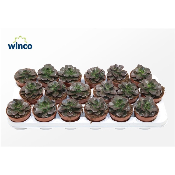 <h4>Echeveria Melaco (red)</h4>